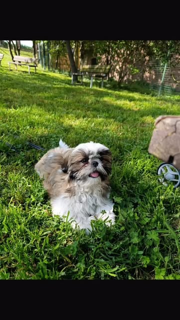 Shih Tzu cresciuto all’aperto con la sua famiglia