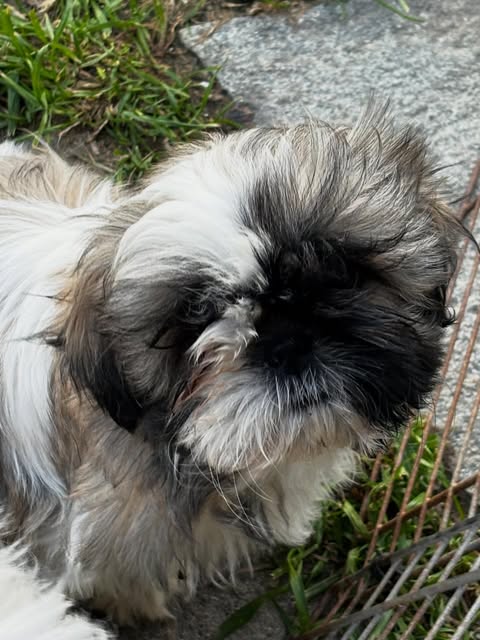 Shih Tzu adulto fotografato all’aperto