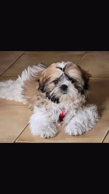 Cucciolo Cuor di Shih Tzu nella nuova casa